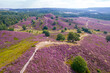 Purple pink heather in bloom Ginkel Heath Ede in the Denmark