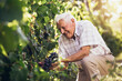 © Mediteraneo - Senior man harvesting grapes in the vineyard.