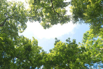 Empty space of blue sky between green tree tops of spring season. as the background for the content