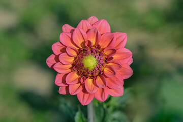 Wall Mural - dahlia blossom with intense pink color tone.