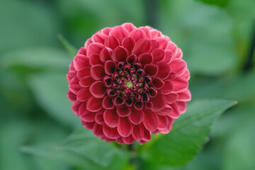 Wall Mural - dark pink dahlia blossom.