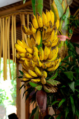 yellow banana fruit or hanging ripe yellow banana tree.