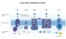 An Electron Transport Chain. Oxidative Phosphorylation, The Final Stage Of Cellular Respiration.  It Occurs In The Inner Mitochondrial Membrane In Eukaryotes.