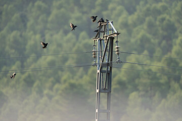 wind power station 