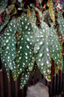 Angel wing begonia aka cane begonia leaves hanging indoor