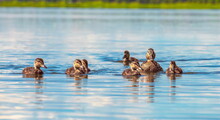 Duck With Ducklings On A Blue Lake	
