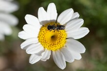 Top Shot Of A Bee On The Pistil Of A Common Daisy Flower In A Garden