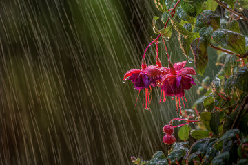 Wall Mural - the blossoms of a hanging fuchsia plant. summer rain in windsor in upstate ny. plant hanging on our 