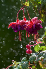 Wall Mural - the blossoms of a hanging fuchsia plant. summer rain in windsor in upstate ny. plant hanging on our 