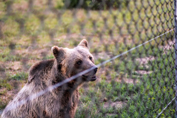 brown bear sitting on the ground