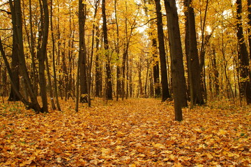 Wall Mural - autumn in the forest