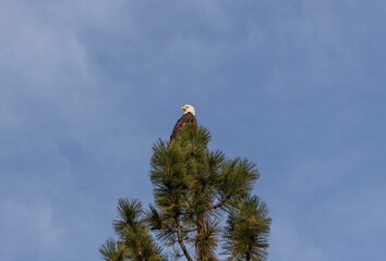 Wall Mural - Low angle shot of a bald eagle perched on top of pine tree branch under blue cloudy sky