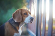 © kobkik - A cute beagle dog looking out of the fence gap outdoor .