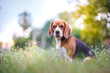 A cute beagle dog sit on the grass outdoor in the grass field.