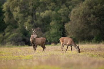  Two red deer, cervus elaphus, grazing on dry meadow in autumn nature. Stag guarding hind on field in fall. Male protecting female on glade in natural habitat.