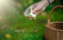 A Woman's Hand Plucks A Mushroom From The Green Grass.Picking Mushrooms In The Forest.