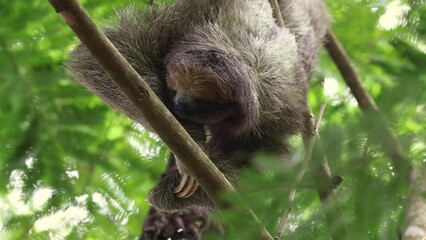 Wall Mural - A sloth in the rainforest of Costa Rica video clip. 