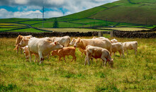 Cows Grazing In A Field