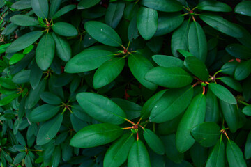 Rhododendron leaves bush close up as floral natural botanical tropical exotic dark palm jungle foliage summer pattern backdrop background wallpaper