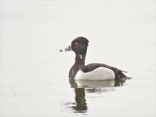 Ring-necked Duck Swimming In A Lake, Ring-necked Duck Aythya Collaris,