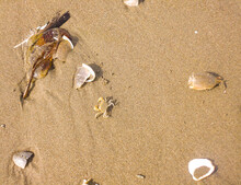 Beautiful Beach Sand, Surrounded By Various Shells, A Feather, Small Fish, A Small Crab. Camaná Arequipa Beach, Peru.