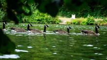 Goose Swimming In Pond Lake