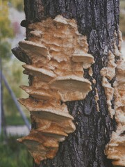 Sticker - Vertical closeup of fungus growing on a tree trunk in a forest