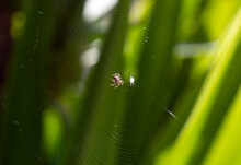 Australian Garden Orb Weaver Spider (Argiope Catenulata)
