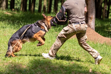 Wall Mural - German Shepherd attacking dog handler during aggression training.