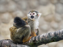 Family Of Common Squirrel Monkeys. Female And Baby Saimiri Sciureus Are Perching On Tree Branch.