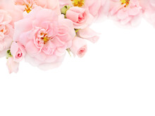 Pale Pink Roses And Buds In The Corner Isolated Transparent Png