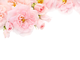 Wall Mural - Pale pink roses and buds in the corner isolated transparent png