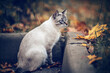 Portrait of a Thai cat in nature.  A Thai cat walks in autumn leaves. Cat and autumn.