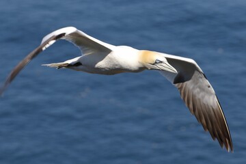 Canvas Print - Closeup of a beautiful Northern gannet bird in flight over a blue sea