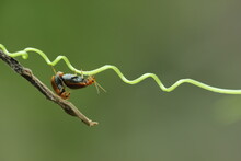 Ladybugs Mating On Beautiful Threads On A Green Background