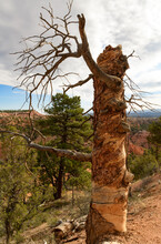 Twisted Wind Blown Dead Tree Bryce Canyon