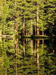 Poster - Pine trees reflecting on calm alpine lake 