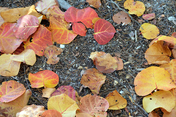 Wall Mural - colorful dry fallen leaves on forest floor or park ground