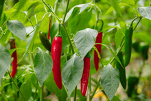 Gochujang King, A Type Of Korean Hot Chili Pepper, Ripened To Red Growing On The Vine In An Organic Home Garden