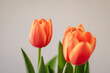 two red tulips with white background and green slaves