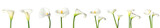 Set of beautiful calla flowers on white background