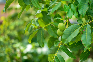 Wall Mural - green walnuts in the garden