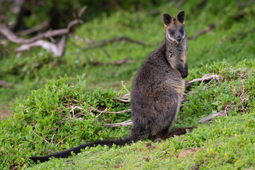 Wall Mural - Swamp wallaby (Wallabia bicolor), Tower Hill Wildlife Reserve, Victoria