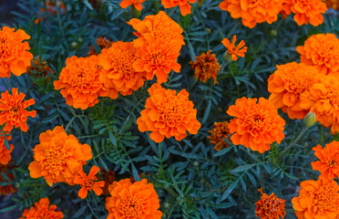 Wall Mural - Yellow flowers in the flower garden