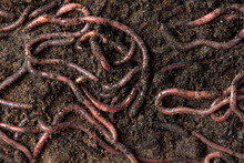 Group Of Earthworms In The Soil, Earthworm Digestive Processes Turn Organic Matter Into Good Quality Natural Fertilizer For Agriculture And Live Bait For Fishing
