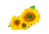 Fototapeta  - Several sunflowers together isolated on white background. Sunflower oil or seeds label banner