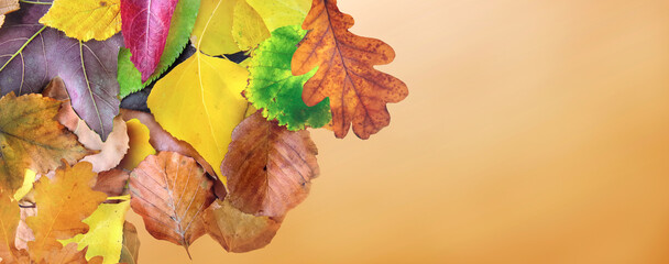 Wall Mural - top view on colorful leaves on orange panoramic background