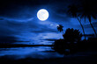 Silhouette of coconut tree, river, and moonlight