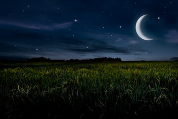 Wall Mural - beautiful silent night landscape in rice field
