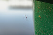 Spider on lake boat